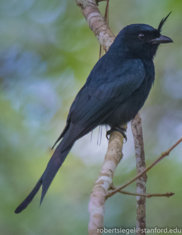 crested drongo
